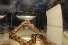 Prairie Kingsnake, Lampropeltis calligaster, Williamson County, Texas