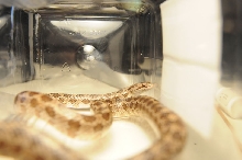 Prairie Kingsnake, Lampropeltis calligaster, Williamson County, Texas