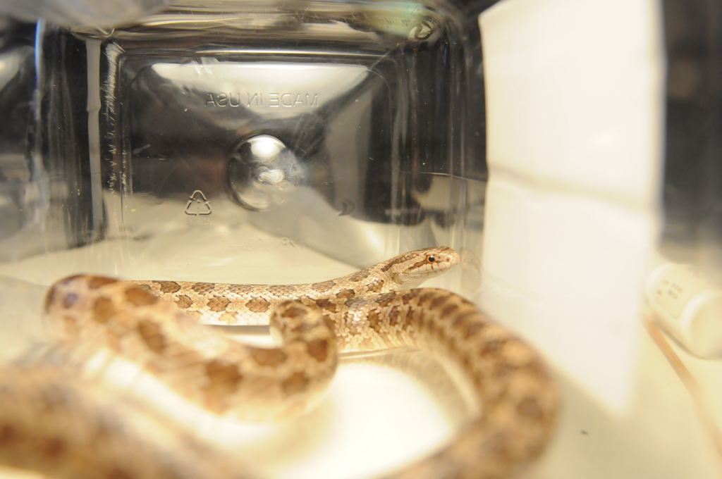 Prairie Kingsnake, Lampropeltis calligaster, Williamson County, Texas
