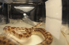 Prairie Kingsnake, Lampropeltis calligaster, Williamson County, Texas