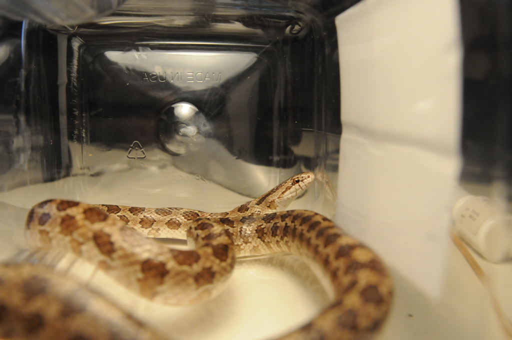 Prairie Kingsnake, Lampropeltis calligaster, Williamson County, Texas