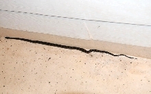 Texas Rats (Elaphe obsoleta lindheimeri) on my front porch