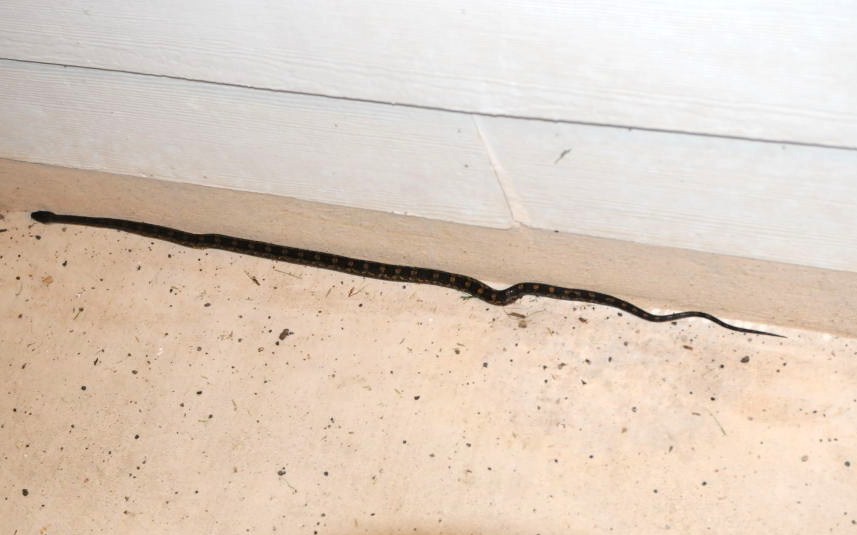 Texas Rats (Elaphe obsoleta lindheimeri) on my front porch