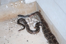 Texas Rats (Elaphe obsoleta lindheimeri) on my front porch