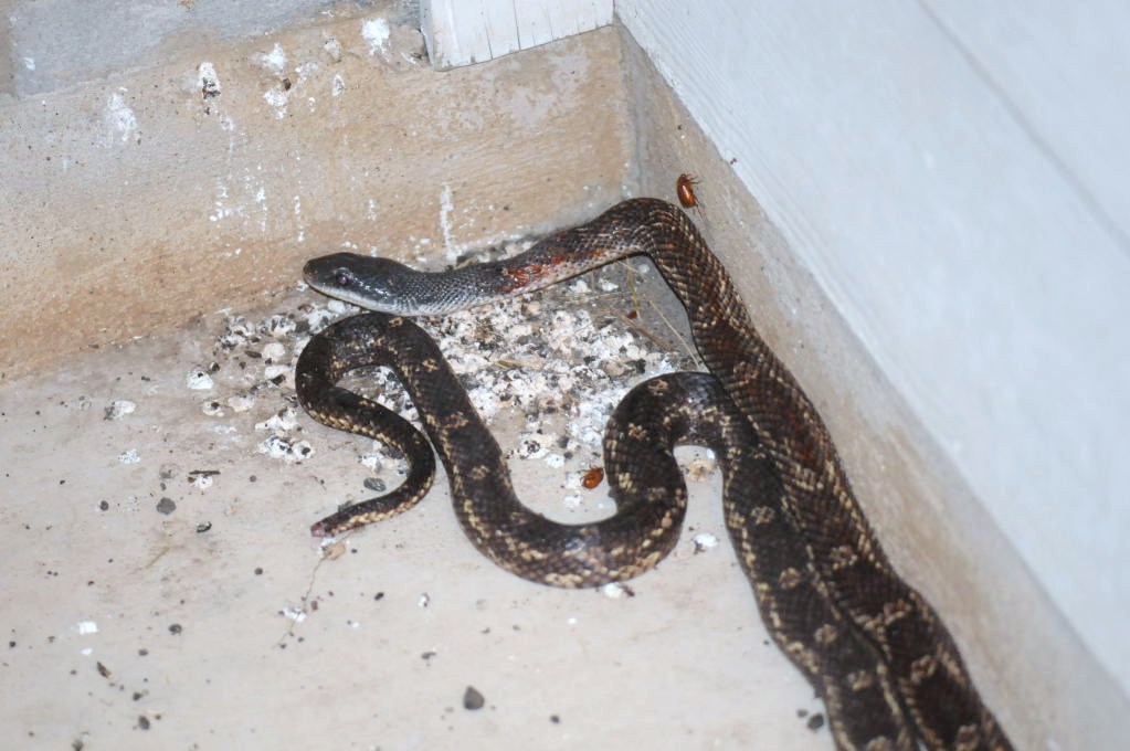 Texas Rats (Elaphe obsoleta lindheimeri) on my front porch