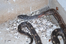 Texas Rats (Elaphe obsoleta lindheimeri) on my front porch