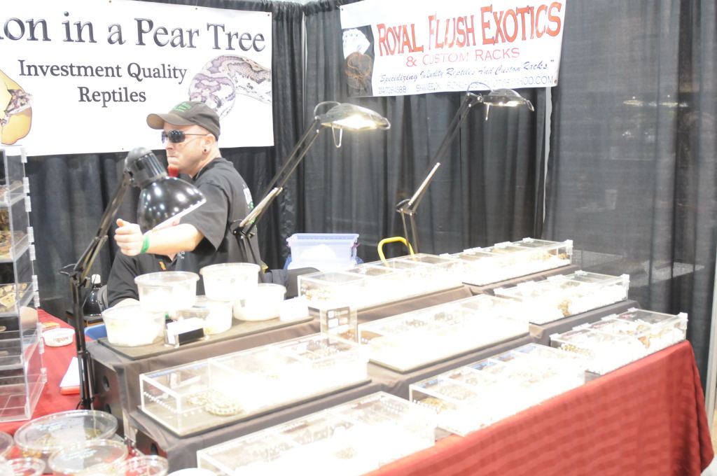 NARBC Arlington 2013  Feb 23-24, 2013