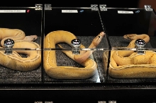 NARBC Reptile Law Summit Tinley Park Illinois