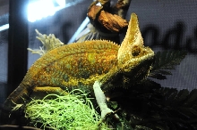NARBC Reptile Law Summit Tinley Park Illinois