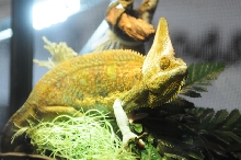 NARBC Reptile Law Summit Tinley Park Illinois