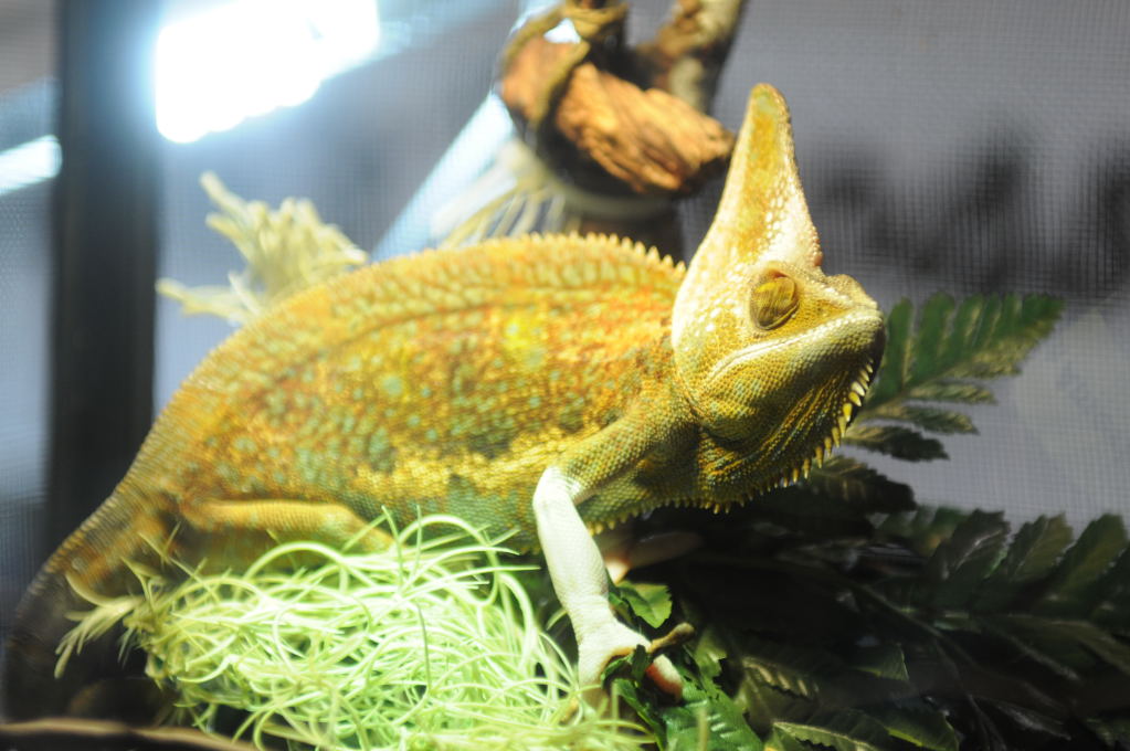 NARBC Reptile Law Summit Tinley Park Illinois