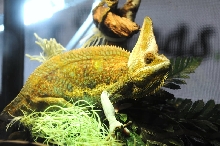 NARBC Reptile Law Summit Tinley Park Illinois
