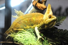 NARBC Reptile Law Summit Tinley Park Illinois