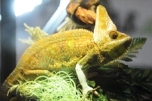 NARBC Reptile Law Summit Tinley Park Illinois