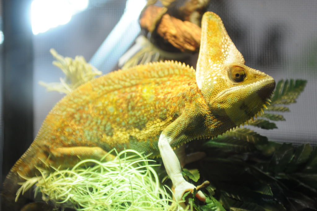 NARBC Reptile Law Summit Tinley Park Illinois