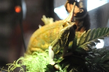 NARBC Reptile Law Summit Tinley Park Illinois