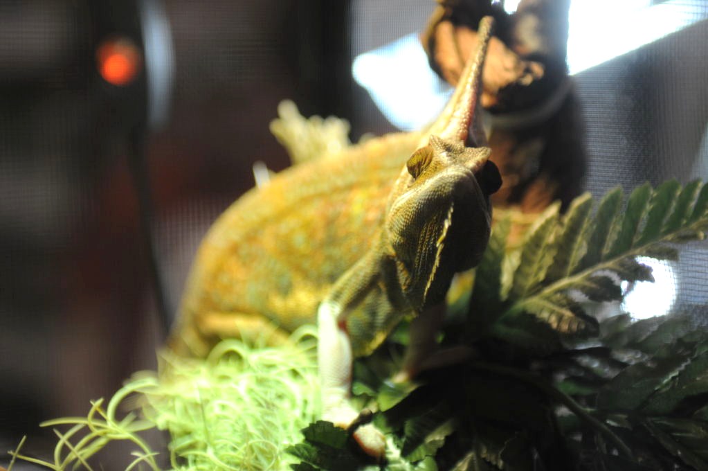 NARBC Reptile Law Summit Tinley Park Illinois