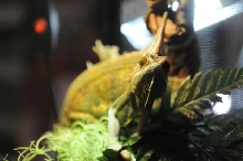 NARBC Reptile Law Summit Tinley Park Illinois