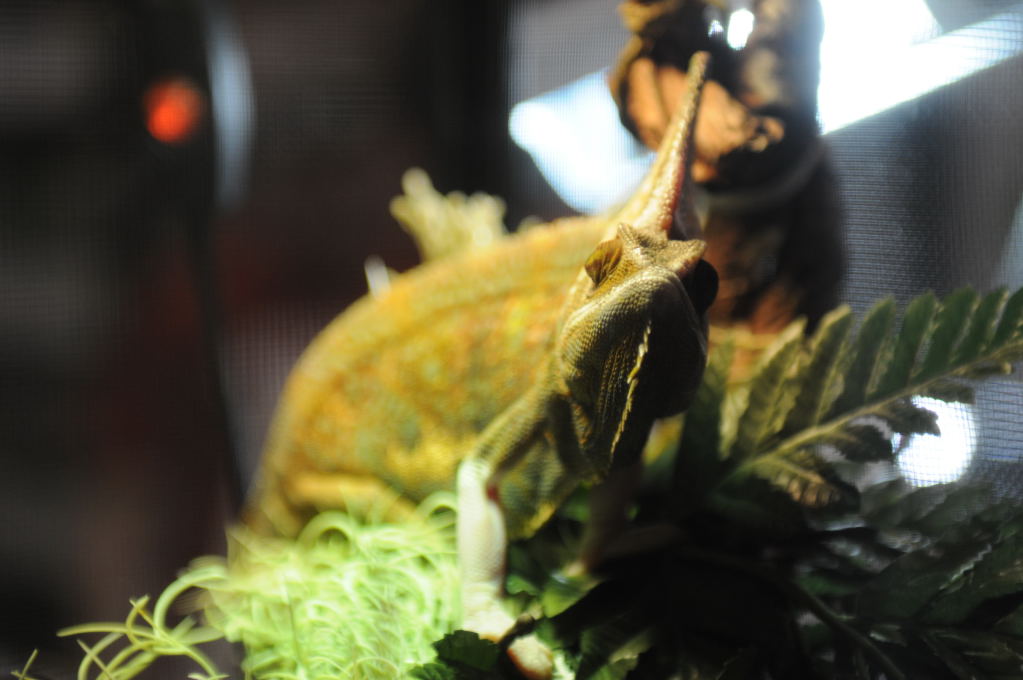 NARBC Reptile Law Summit Tinley Park Illinois