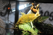 NARBC Reptile Law Summit Tinley Park Illinois