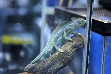NARBC Reptile Law Summit Tinley Park Illinois
