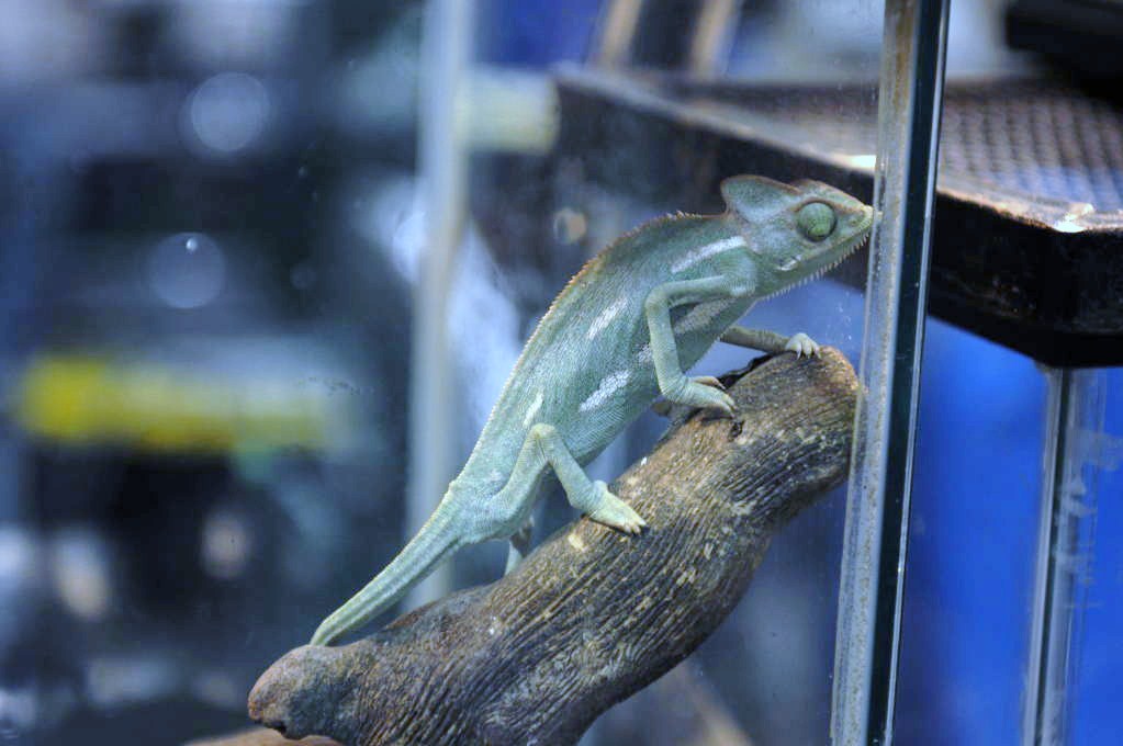 NARBC Reptile Law Summit Tinley Park Illinois
