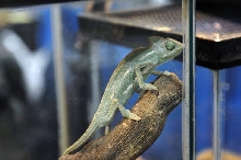 NARBC Reptile Law Summit Tinley Park Illinois