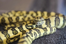 NARBC Reptile Law Summit Tinley Park Illinois