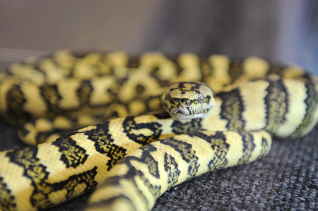 NARBC Reptile Law Summit Tinley Park Illinois