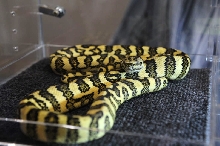 NARBC Reptile Law Summit Tinley Park Illinois