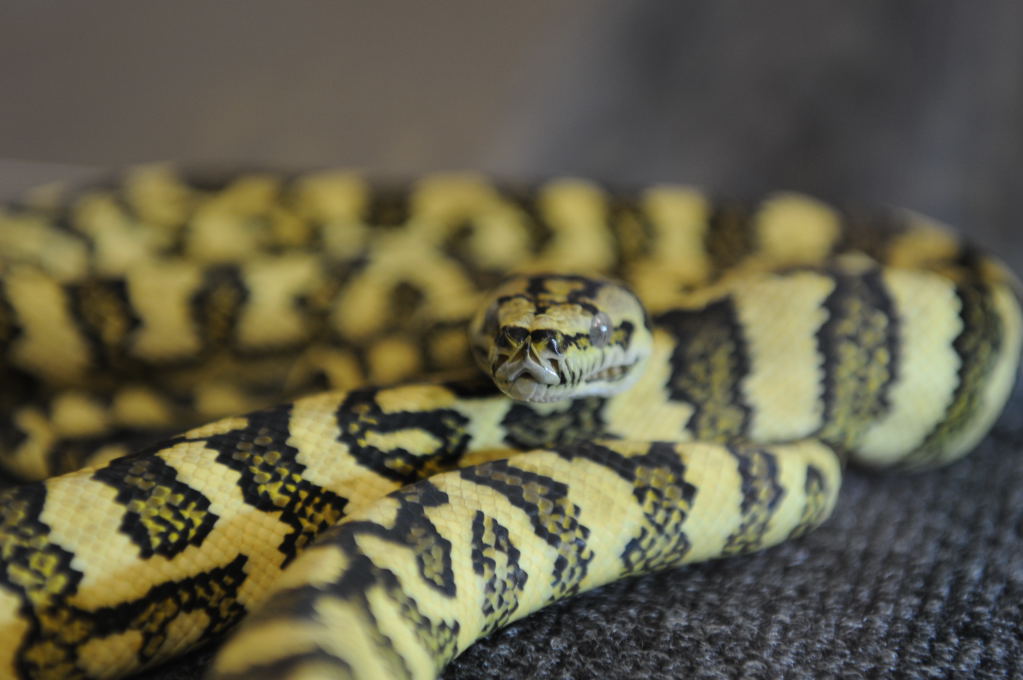 NARBC Reptile Law Summit Tinley Park Illinois