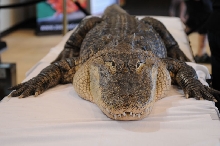 NARBC Reptile Law Summit Tinley Park Illinois