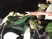 chameleons