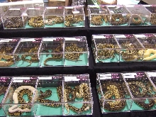 Reptile Supershow, Pomona California, January 8/9, 2011 Los Angeles County