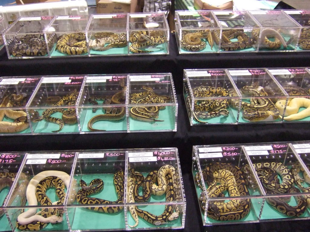 Reptile Supershow, Pomona California, January 8/9, 2011 Los Angeles County