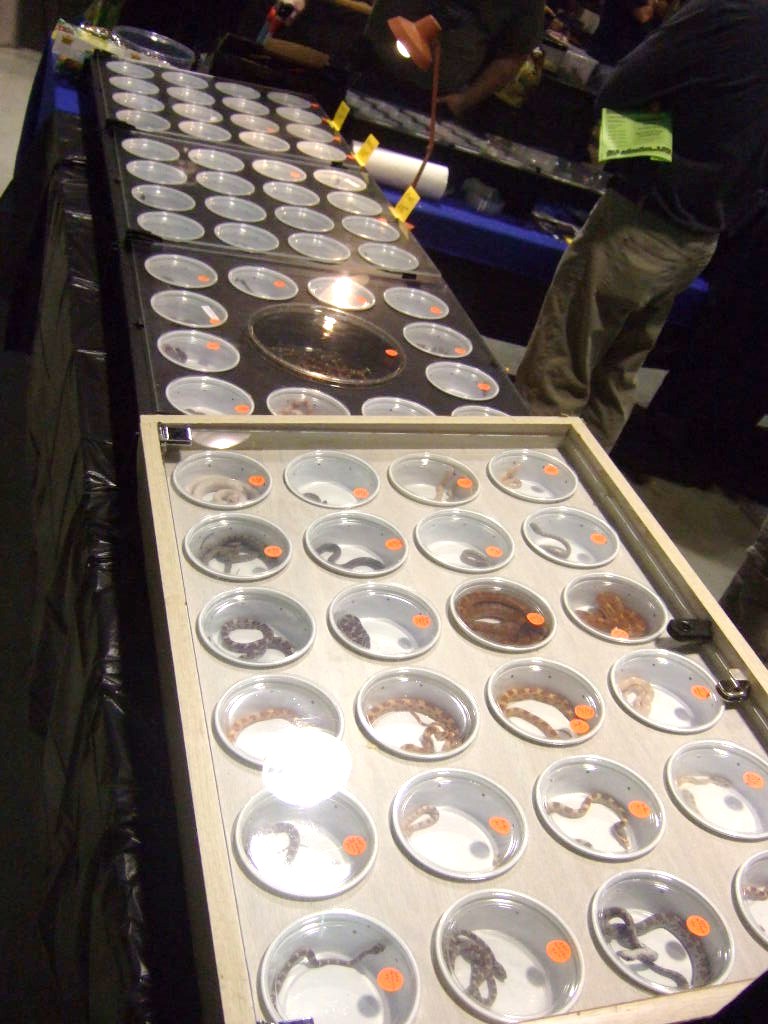 Reptile Supershow, Pomona California, January 8/9, 2011 Los Angeles County