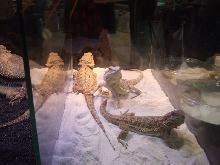 Reptile Supershow, Pomona California, January 8/9, 2011 Los Angeles County