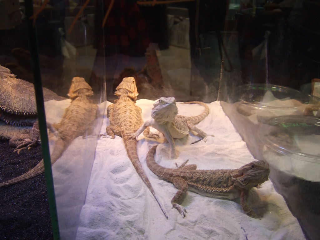 Reptile Supershow, Pomona California, January 8/9, 2011 Los Angeles County