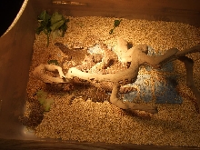 Reptile Supershow, Pomona California, January 8/9, 2011 Los Angeles County