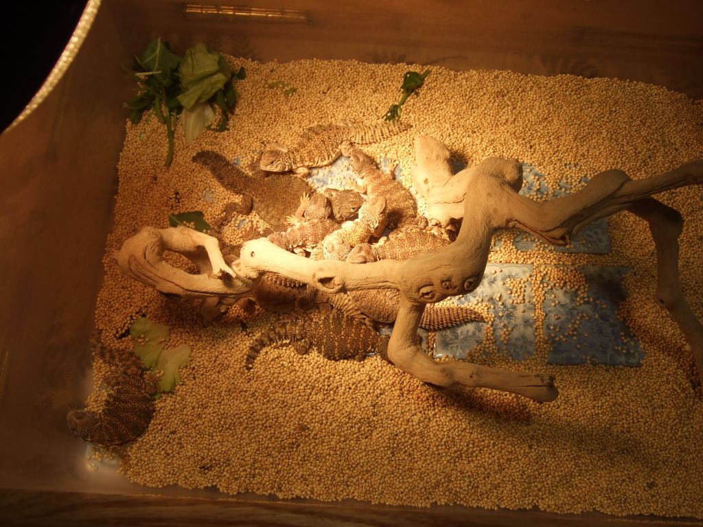 Reptile Supershow, Pomona California, January 8/9, 2011 Los Angeles County