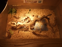 Reptile Supershow, Pomona California, January 8/9, 2011 Los Angeles County