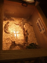 Reptile Supershow, Pomona California, January 8/9, 2011 Los Angeles County
