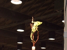 Reptile Supershow, Pomona California, January 8/9, 2011 Los Angeles County