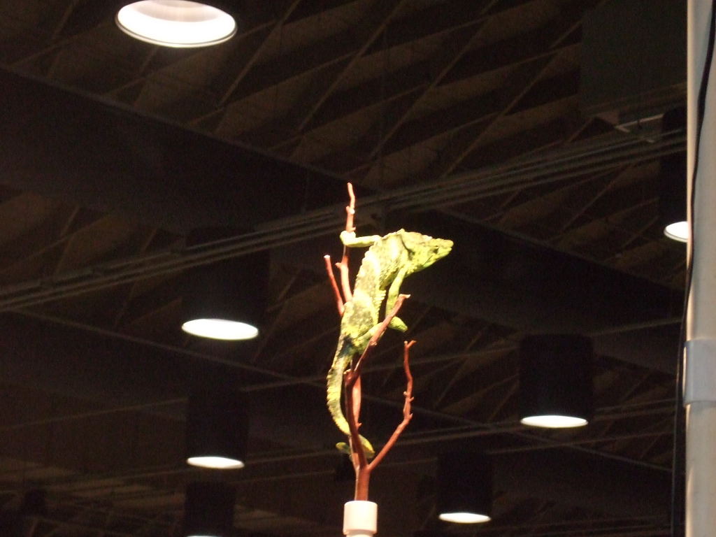 Reptile Supershow, Pomona California, January 8/9, 2011 Los Angeles County
