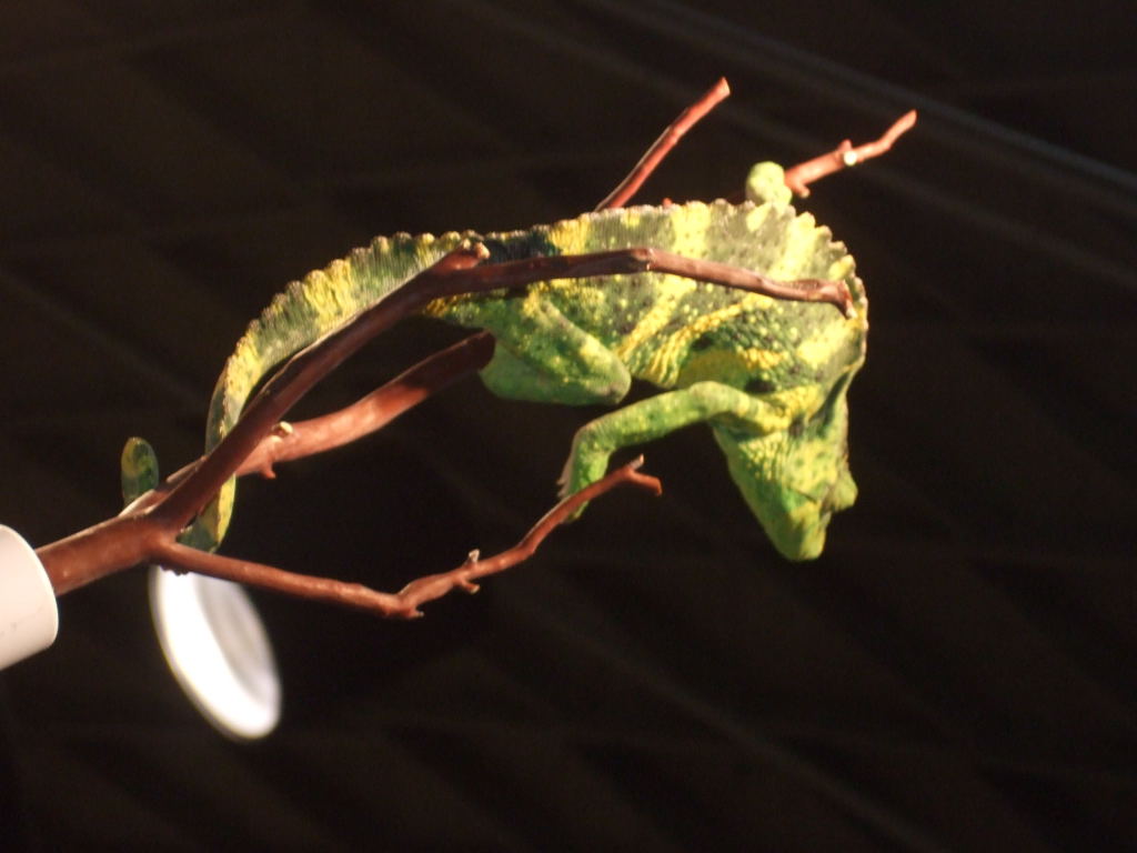 Reptile Supershow, Pomona California, January 8/9, 2011 Los Angeles County