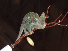Reptile Supershow, Pomona California, January 8/9, 2011 Los Angeles County