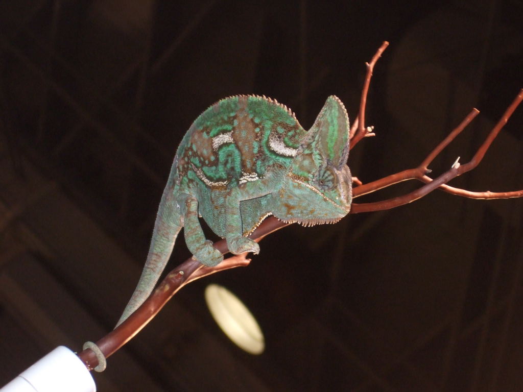 Reptile Supershow, Pomona California, January 8/9, 2011 Los Angeles County