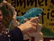 Reptile Supershow, Pomona California, January 8/9, 2011 Los Angeles County