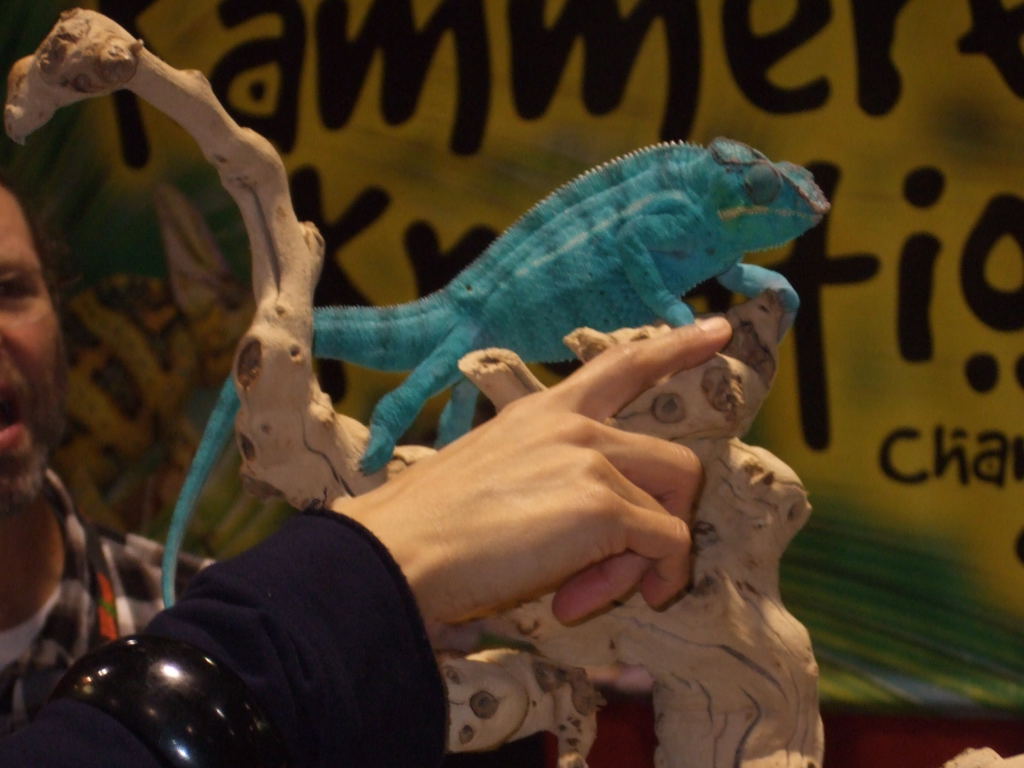 Reptile Supershow, Pomona California, January 8/9, 2011 Los Angeles County