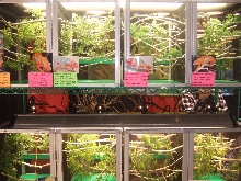 Reptile Supershow, Pomona California, January 8/9, 2011 Los Angeles County
